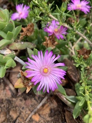 Ruschia promontorii