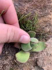 Crassula perfoliata
