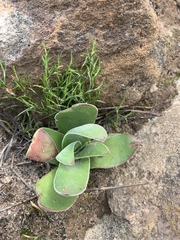 Crassula perfoliata