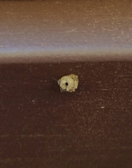 Apterona helicoidella