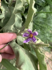 Solanum tomentosum tomentosum