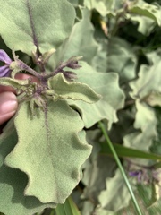Solanum tomentosum tomentosum