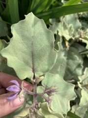 Solanum tomentosum tomentosum