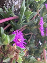 Ruschia rubricaulis