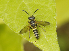 Cerceris atramontensis