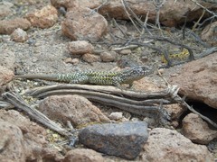 Liolaemus constanzae