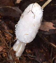 Coprinus sterquilinus