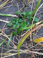 Cochlearia groenlandica