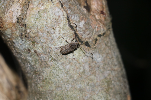 Phloeobius gigas, 2025-05-28