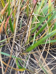 Leymus arenarius