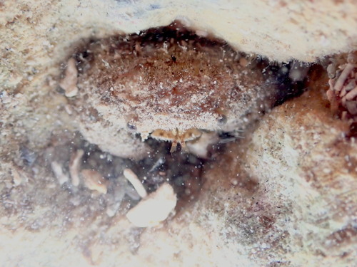 Actaeodes hirsutissimus observed 2025-05-28