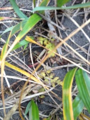 Conioselinum chinense