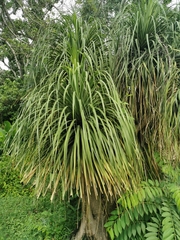Beaucarnea recurvata