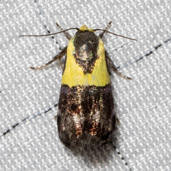 Rectiostoma xanthobasis