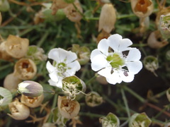 Silene uniflora image