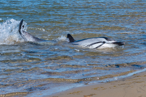 Striped Dolphin, Cape Breton, CA-NS, CA, photo 4 of 10