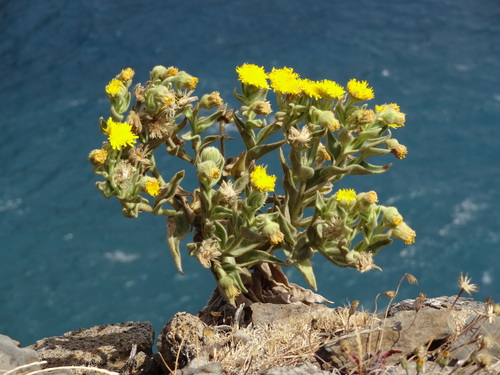 Andryala glandulosa