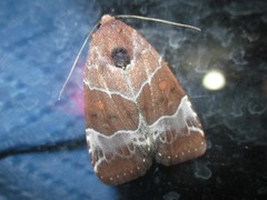 Hampsonodes