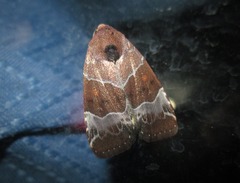 Hampsonodes