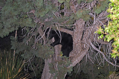 Ursus americanus eremicus