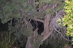 Ursus americanus eremicus