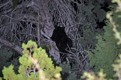 Ursus americanus eremicus