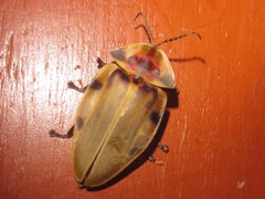 Aspisoma sexpunctatum