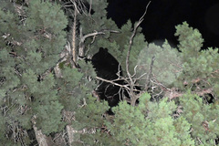 Ursus americanus eremicus