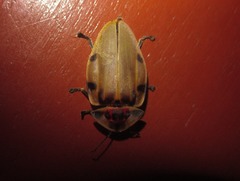 Aspisoma sexpunctatum