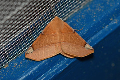 Caripeta triangulata