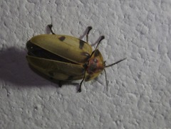 Aspisoma sexpunctatum