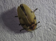 Aspisoma sexpunctatum