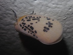 Poekilloptera phalaenoides