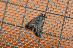 Oncocnemidinae