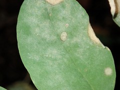 Erysiphe palczewskii