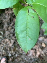 Oxydendrum