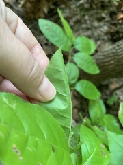 Oxydendrum