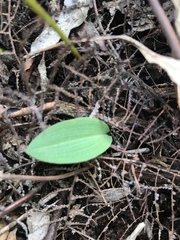 Eriochilus cucullatus