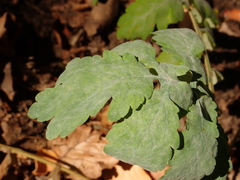 Erysiphe macleayae