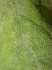 Erysiphe macleayae