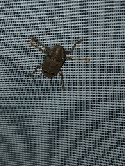 Trypanidius notatus