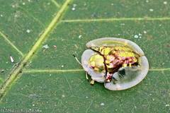 Aspidimorpha elevata