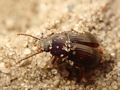 Nalassus dermestoides