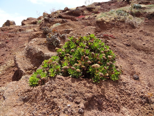 Argyranthemum pinnatifidum subsp. succulentum image