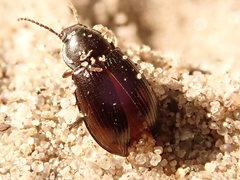Nalassus dermestoides