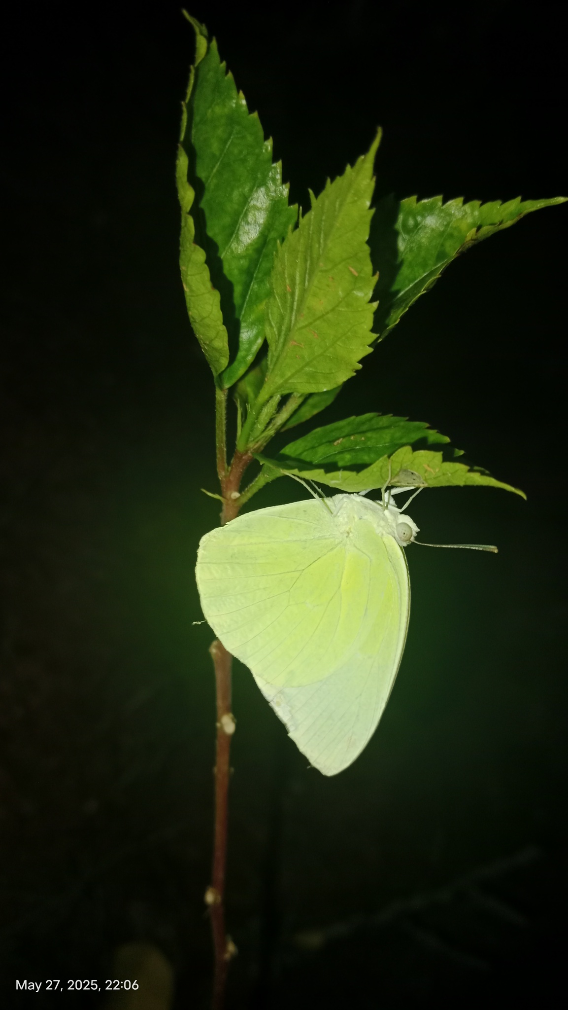 Lemon Emigrant