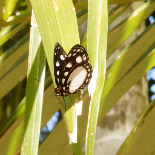 yellow-eyed plane