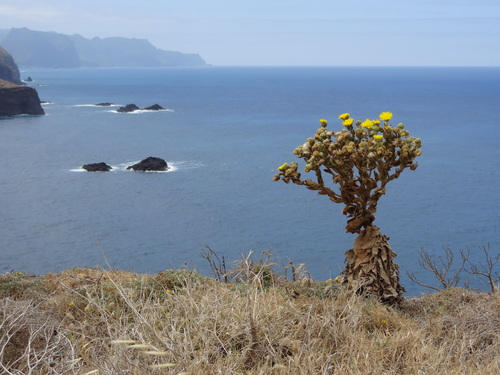 Andryala glandulosa