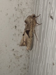 Phlogophora periculosa