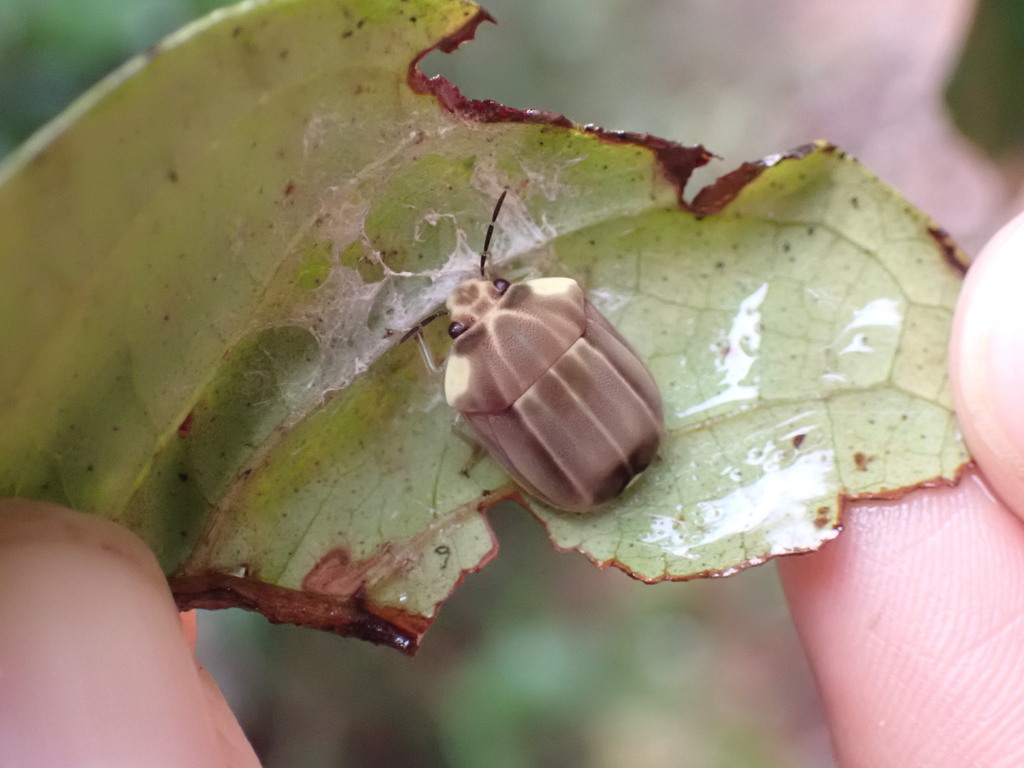 Chelyschema trinotata